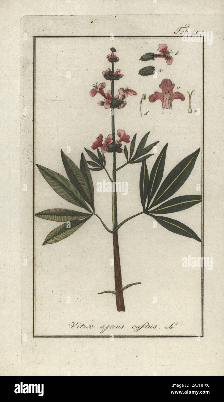 Keusch Baum, Vitex agnus-CASTUS. Papierkörbe Kupferstich botanischen Gravur von Johannes Zorn's 'Afbeelding der Artseny-Gewassen", Jan Christiaan Sepp, Amsterdam, 1796. Zorn zuerst veröffentlicht seine medizinischen Botanik in Nürnberg im Jahr 1780 illustriert mit 500 Platten und eine niederländische Ausgabe, gefolgt 1796 von J.C. veröffentlicht. Sepp mit einem zusätzlichen 100 Platten. Zorn (1739-1799) war ein deutscher Apotheker und Botaniker, der medizinische Pflanzen aus ganz Europa für seinen "Icones plantarum medicinalium" für Apotheker und Ärzte gesammelt. Stockfoto