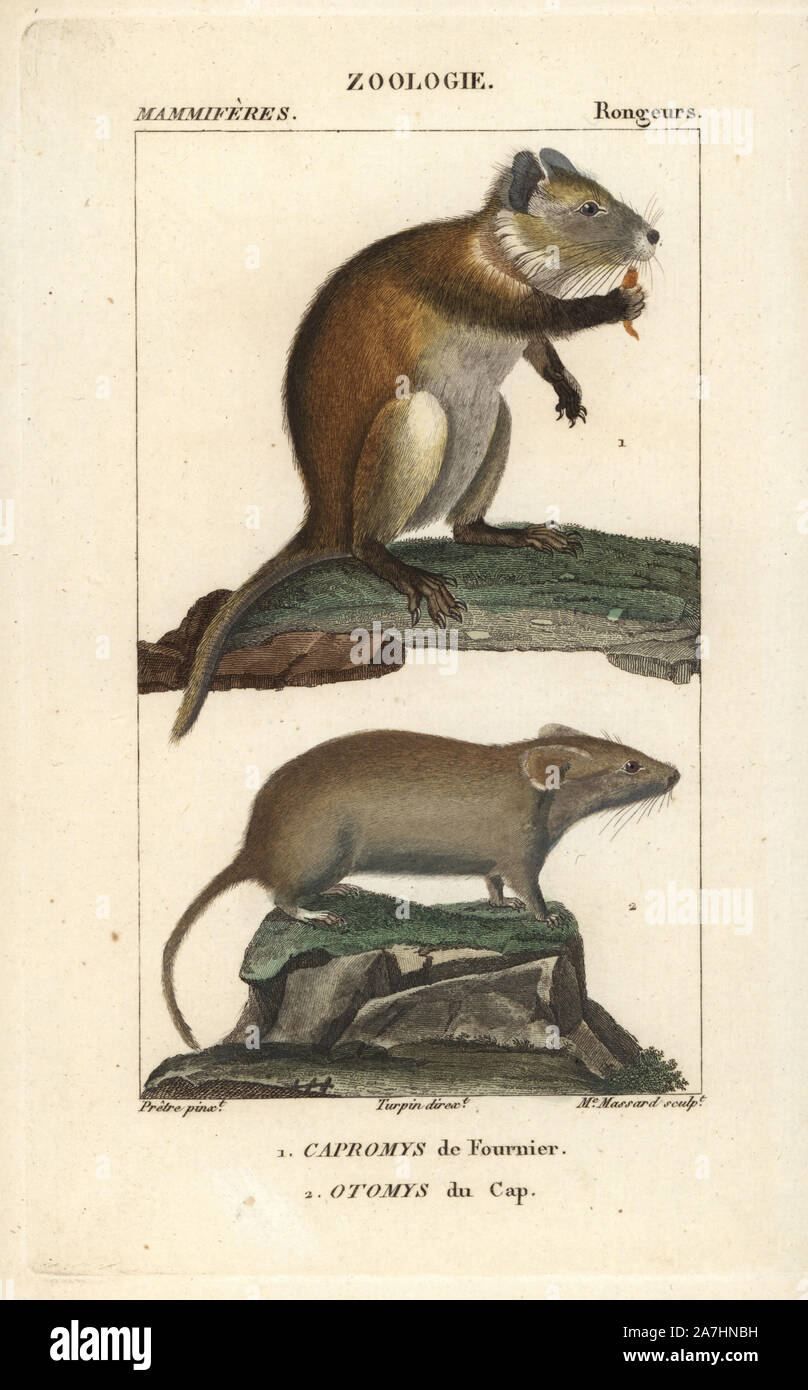 Desmarest's Capromys pilorides hutia, und Karoo Bush Ratte, Myotomys unisulcatus. Papierkörbe Kupferstich Walze Gravur von Frederic Cuvier 'dictionary der Naturwissenschaften: Säugetiere", Paris, Frankreich, 1816. Illustration von J. G. Pretre, gestochen von Massard, unter der Regie von Pierre Jean-Francois Turpin, und veröffentlicht von F.G. Levrault. Jean Gabriel Pretre (17801845) war Maler der Naturgeschichte an der Kaiserin Josephine Zoo und wurde später Künstler im Museum für Naturkunde. Turpin (1775-1840) ist einer der größten französischen botanische Illustratoren des 19. Jahrhunderts angesehen. Stockfoto