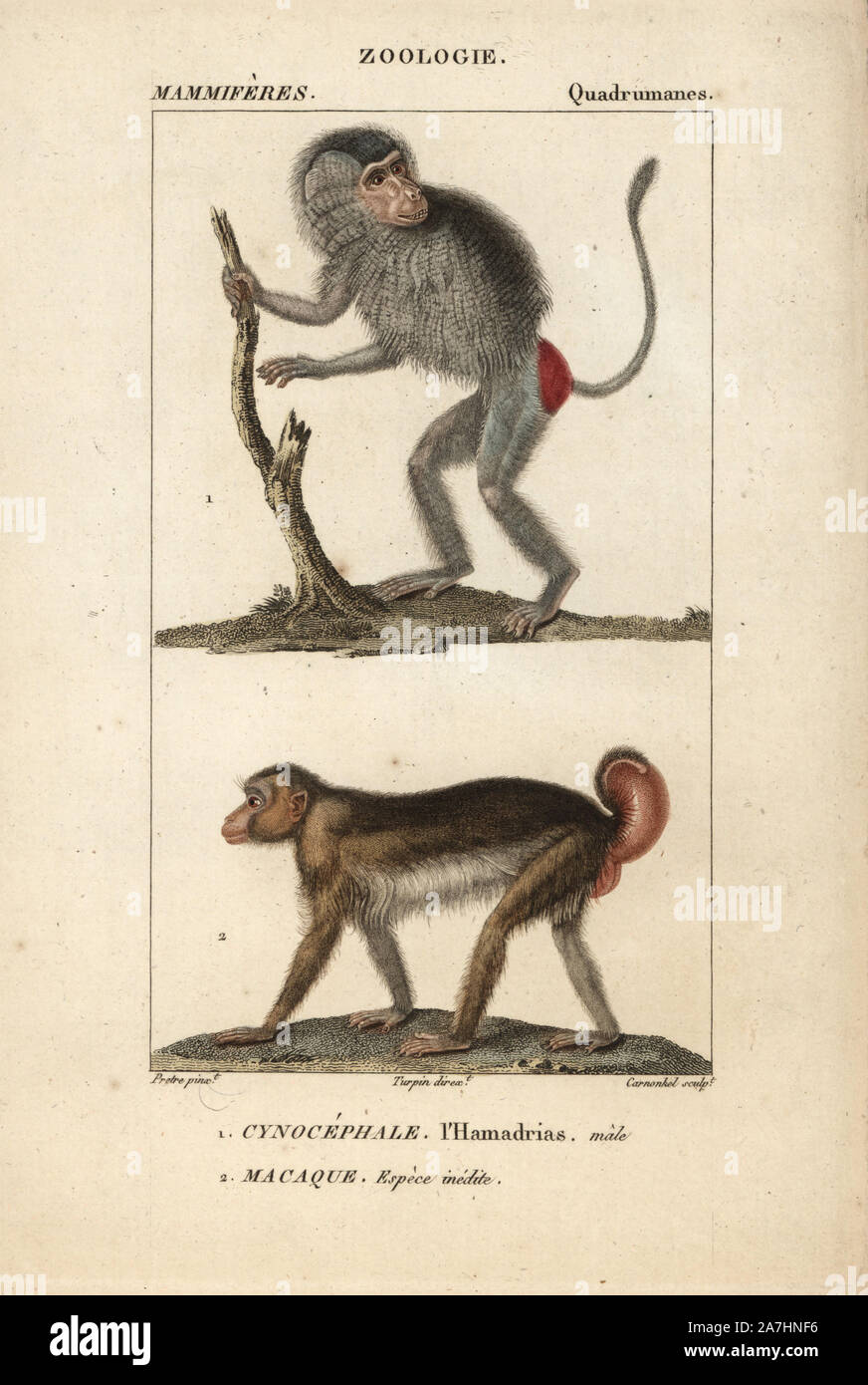 Männliche Hamadryas baboon, Papio hamadryas und unspezifische Makaken, Macaca. Papierkörbe Kupferstich Walze Gravur von Frederic Cuvier 'dictionary der Naturwissenschaften: Säugetiere", Paris, Frankreich, 1816. Illustration von J. G. Pretre, gestochen von Carnonkel, unter der Regie von Pierre Jean-Francois Turpin, und veröffentlicht von F.G. Levrault. Jean Gabriel Pretre (17801845) war Maler der Naturgeschichte an der Kaiserin Josephine Zoo und wurde später Künstler im Museum für Naturkunde. Turpin (1775-1840) ist einer der größten französischen botanische Illustratoren des 19. Jahrhunderts angesehen. Stockfoto