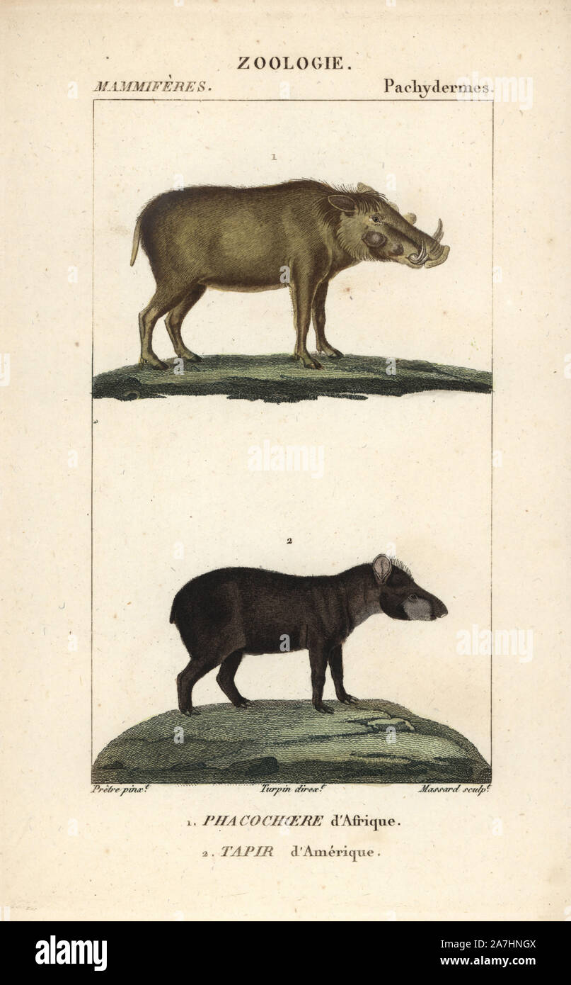 Warzenschwein, Phacochoerus Africanus und South American Tapir, Tapirus terrestris (anfällig). Papierkörbe Kupferstich Walze Gravur von Frederic Cuvier 'dictionary der Naturwissenschaften: Säugetiere", Paris, Frankreich, 1816. Illustration von J. G. Pretre, gestochen von Massard, unter der Regie von Pierre Jean-Francois Turpin, und veröffentlicht von F.G. Levrault. Jean Gabriel Pretre (17801845) war Maler der Naturgeschichte an der Kaiserin Josephine Zoo und wurde später Künstler im Museum für Naturkunde. Turpin (1775-1840) ist einer der größten französischen botanische Illustratoren des 19. Jahrhunderts angesehen. Stockfoto
