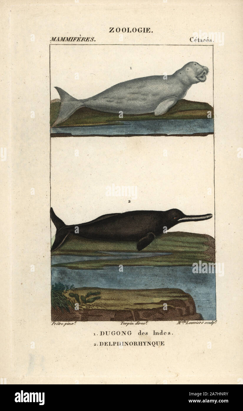 River dolphin illustration -Fotos und -Bildmaterial in hoher Auflösung –  Alamy
