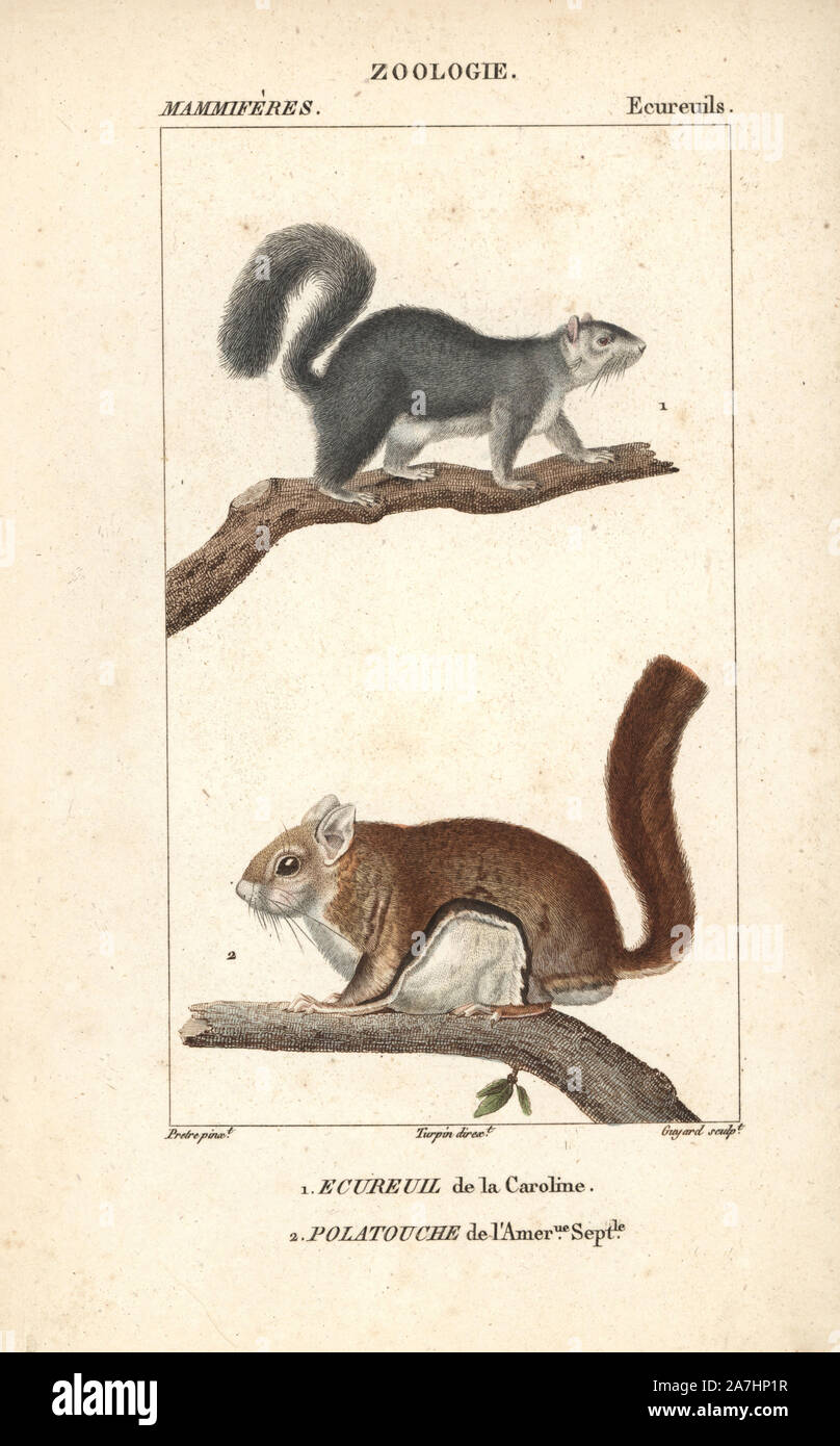 Eastern Grey squirrel, Sciurus carolinensis, und Südlichen fliegende Eichhörnchen, Glaucomys volans. Papierkörbe Kupferstich Walze Gravur von Frederic Cuvier 'dictionary der Naturwissenschaften: Säugetiere", Paris, Frankreich, 1816. Illustration von J. G. Pretre, gestochen von Guyard, unter der Regie von Pierre Jean-Francois Turpin, und veröffentlicht von F.G. Levrault. Jean Gabriel Pretre (17801845) war Maler der Naturgeschichte an der Kaiserin Josephine Zoo und wurde später Künstler im Museum für Naturkunde. Turpin (1775-1840) ist einer der größten französischen botanische Illustratoren des 19. Jahrhunderts angesehen. Stockfoto