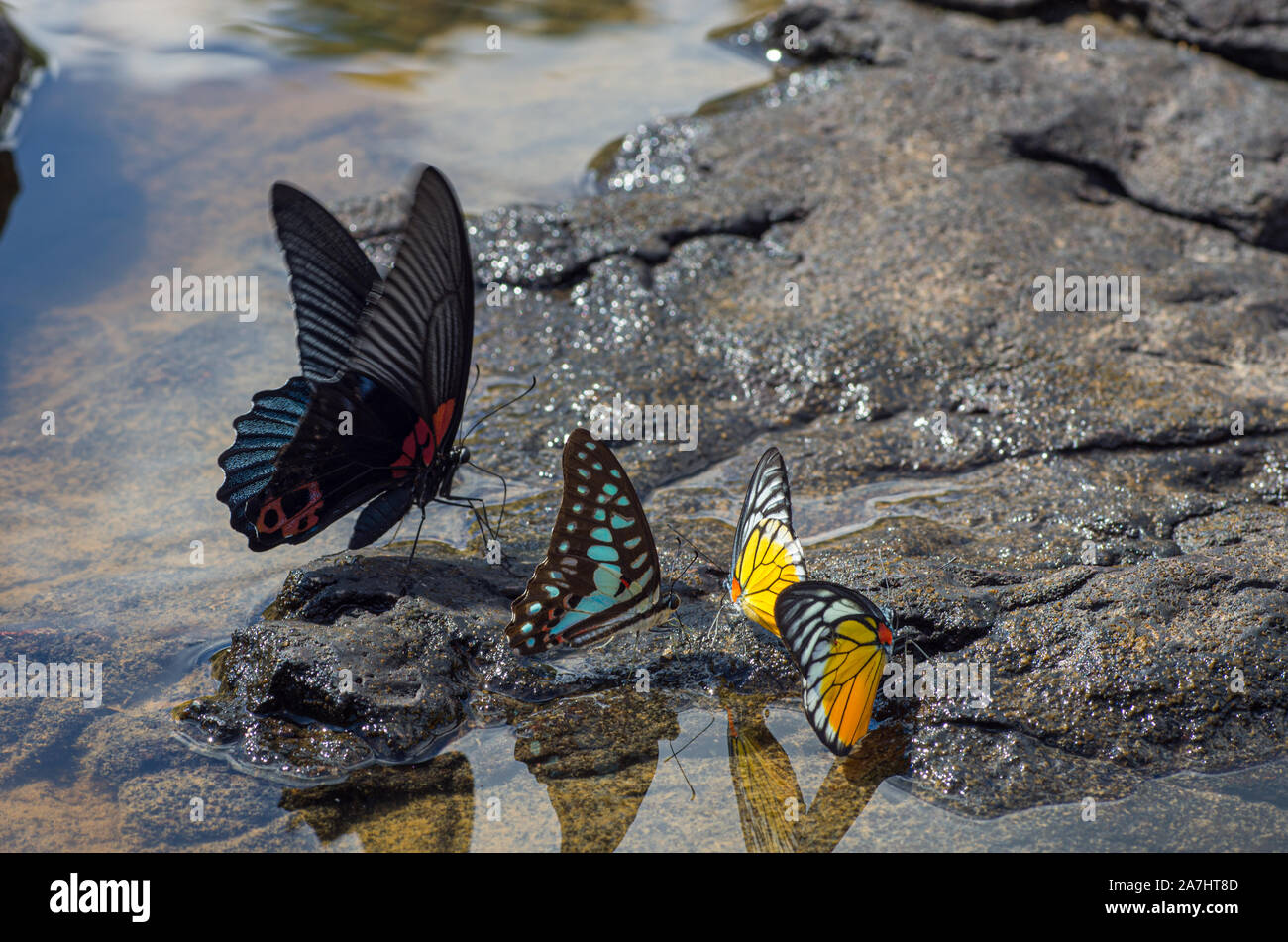 Bild von verschiedenen Schmetterlingen an einer Wasserstelle - ausgewählte Fokus - text Raum Stockfoto