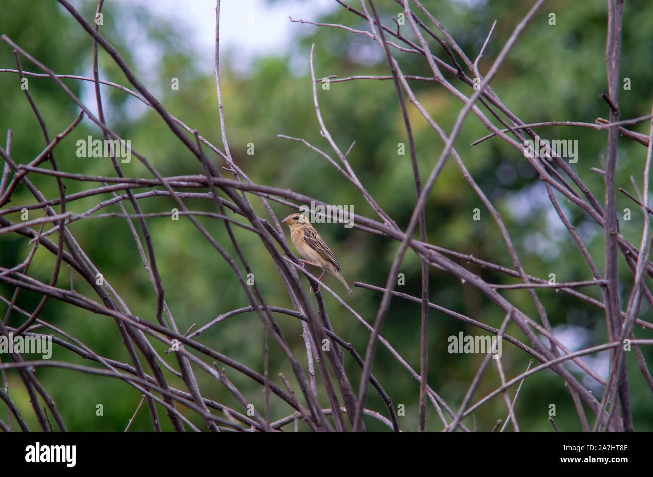 Bild eines Finch sitzen in einem Gebüsch - Ausgewählte konzentrieren Stockfoto