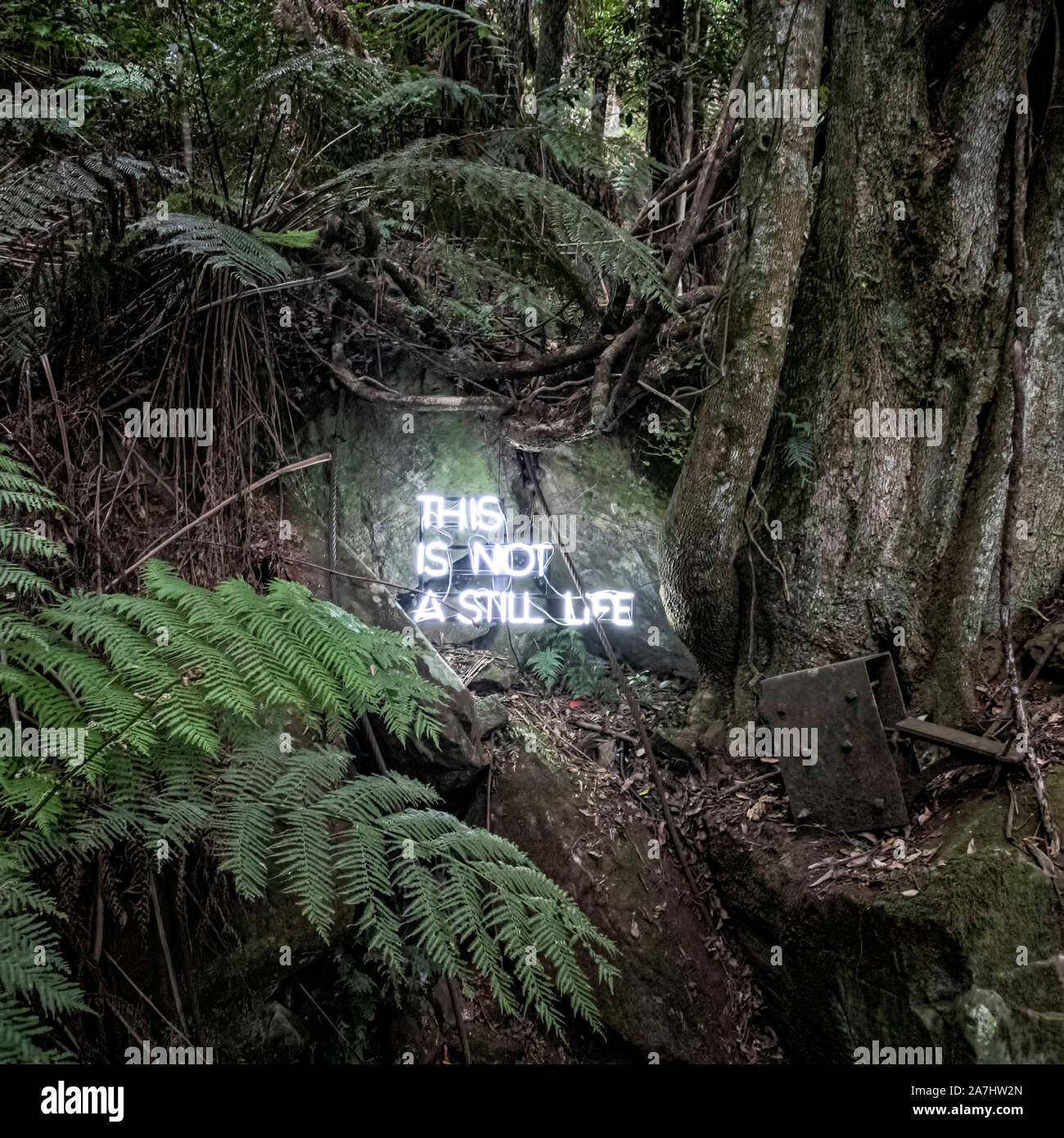 Dieses ist nicht ein Stillleben Leuchtreklame in der Mitte eines Austrilian Regenwald. Stockfoto