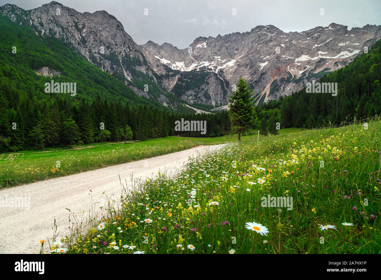 Bewundernswert Feder Alpenlandschaft, blühende Wiesen und schneebedeckte Berge mit bewölkter Himmel, Kamnik Savinja-alpen, Slowenien, Europa Stockfoto
