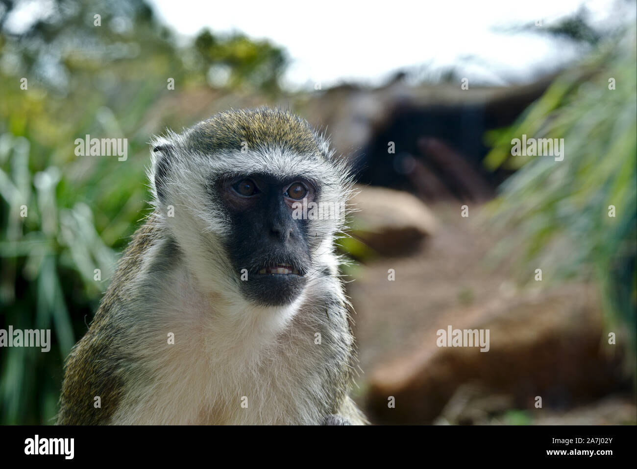 Porträt einer meerkatze nach rechts der Kamera. Auf einem weichen Untergrund. Stockfoto