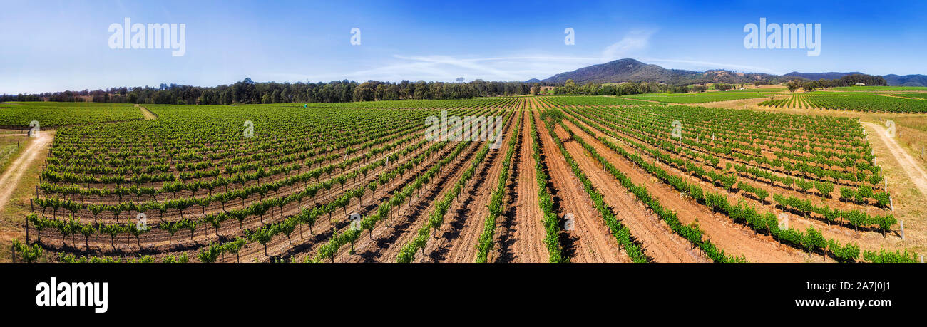 Ultra Wide Antenne 180 Grad Panorama über die Weinberge in der Landwirtschaft bewirtschafteten Bauernhof - Hunter Valley Weinregion, Australien. Sonnigen Sommertag ov Stockfoto
