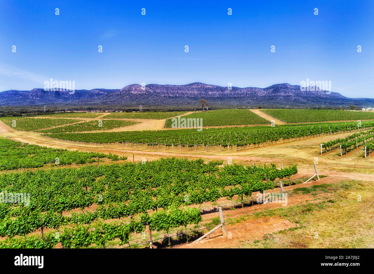 Grüne kultiviert Patches von Weinbergen auf Landwirtschaft Bauernhof und Weinbereitung Immobilien in Australischen Hunter Valley vor weit entfernte Bergkette auf einer Su Stockfoto