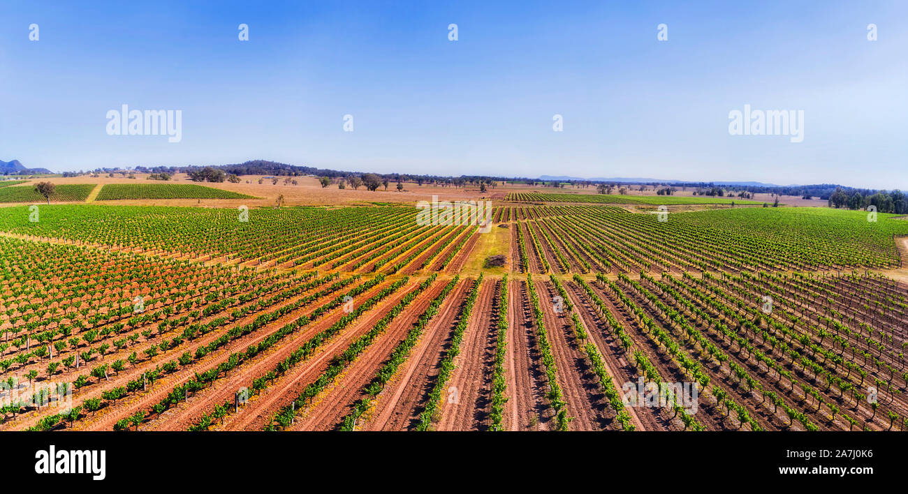 Lange geraden Reihen von Reben verdrahtet auf Weinberg kultiviert Bauernhof in Hunter Valley Region von Australien. Antenne Panorama über Landwirtschaft angelegten Stockfoto
