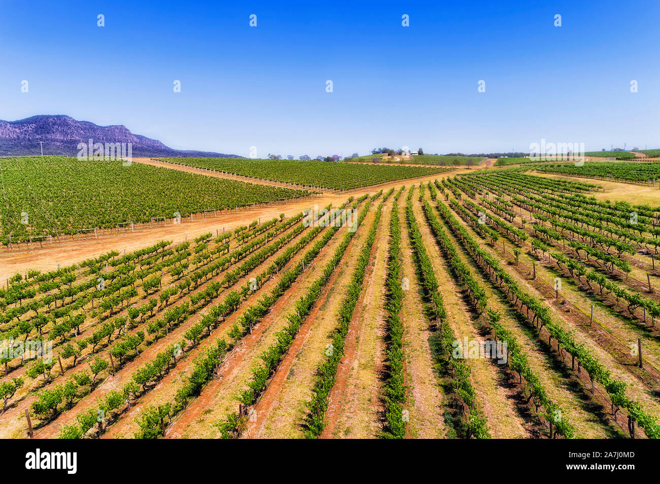 Hang des grünen jungen Weinberg Zeilen in Hunter Valley Weinregion Australiens mit Blick auf die fernen Berge - Luftbild persective entlang Str Stockfoto