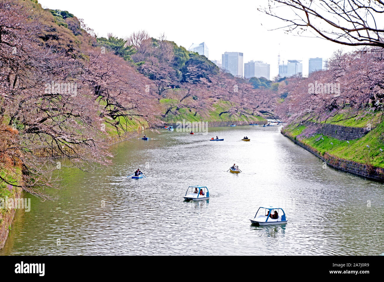 Die Japan öffentlichen Park mit rosa Kirschbaum, Fluss, blühen Blumen im Frühling Stockfoto