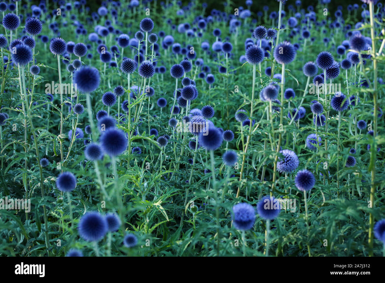 Blauer Globus Thistle Feld im Abendlicht Stockfoto