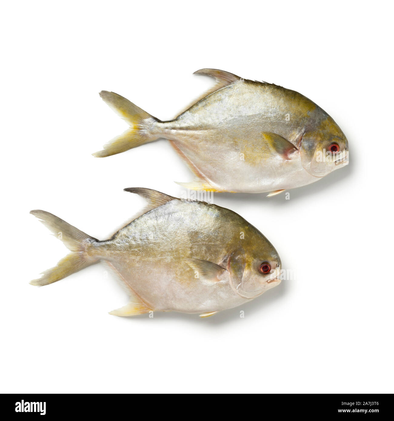Paar frische rohe Golden butterfische Fische oder Strahlen Brassen Fisch auf weißem Hintergrund Stockfoto