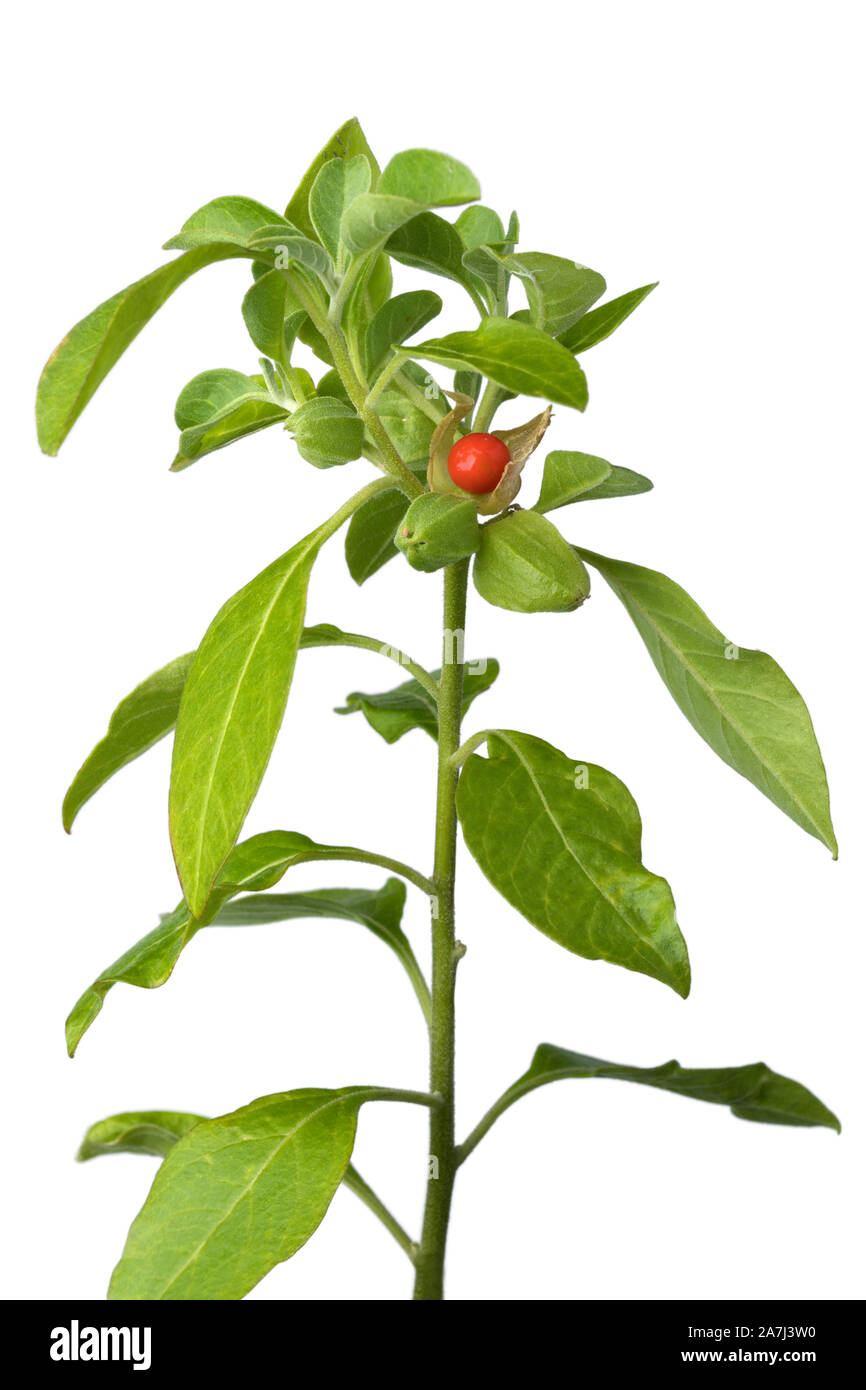 Grüne Ashwagandha Pflanze mit roten Beeren auf weißem Hintergrund Stockfoto
