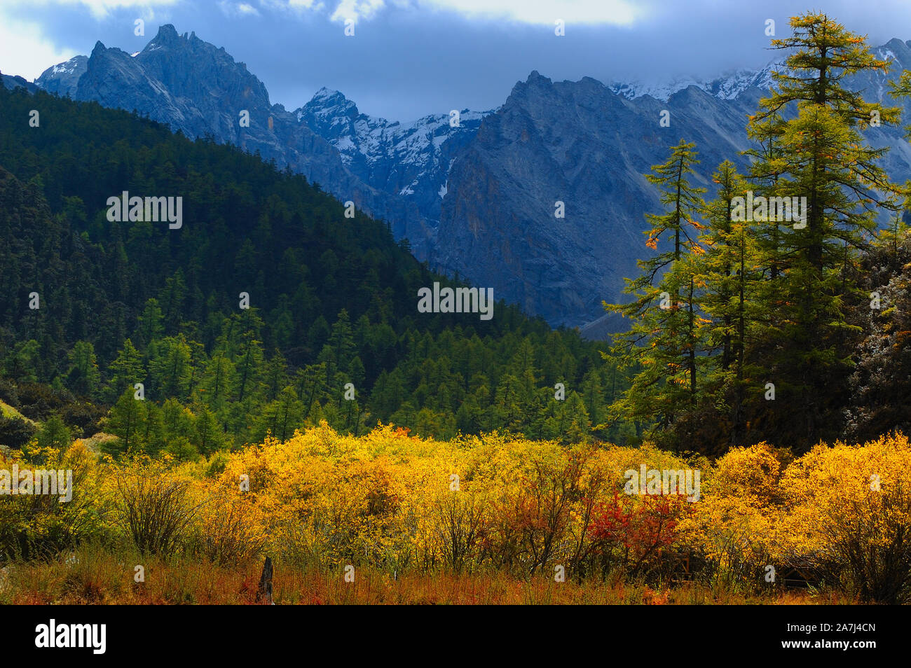 Herbst weint Daocheng Yading in Gelb und Rot in der tibetischen autonomen Präfektur Garze, Süd-westen der chinesischen Provinz Sichuan, 2. September 2019. Stockfoto