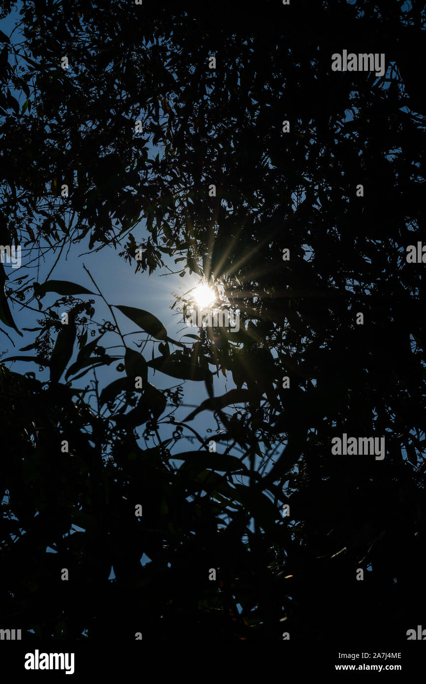 Helle Sonne durch Blätter gesehen Stockfoto