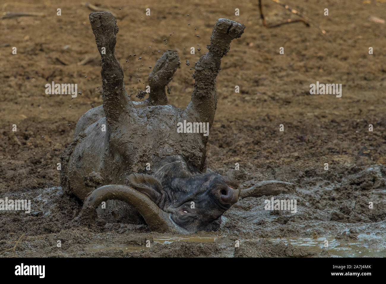 Ratlhogo dam Stockfoto
