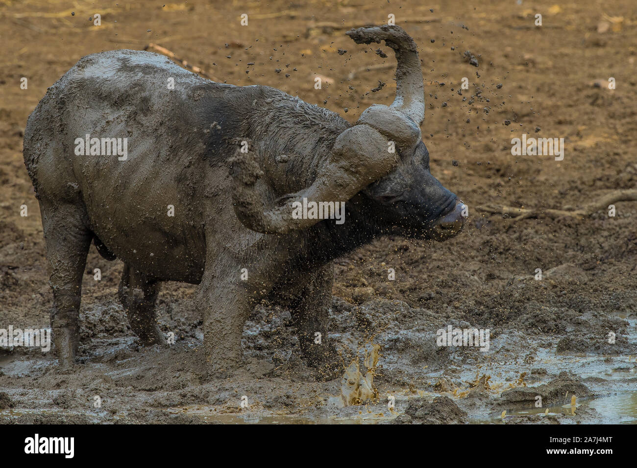Ratlhogo dam Stockfoto