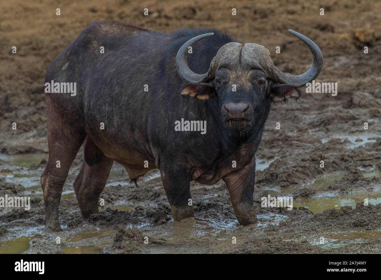 Ratlhogo dam Stockfoto