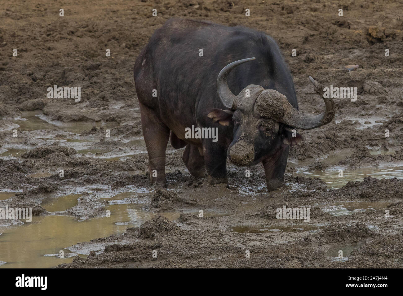 Ratlhogo dam Stockfoto