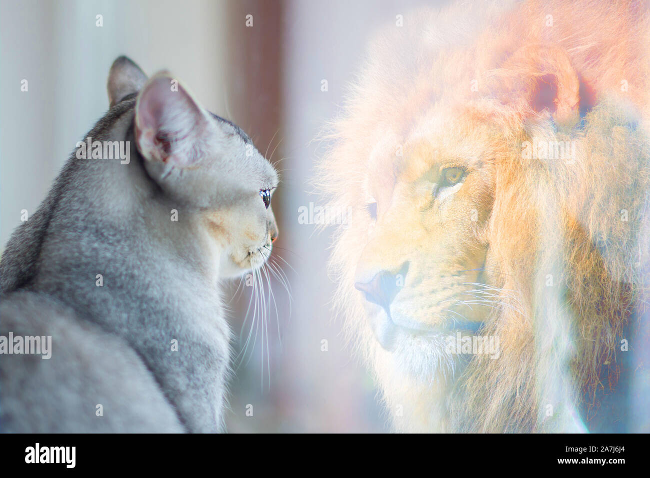 Katze auf Spiegel und versteht sich als ein Löwe. Selbstachtung oder Wunsch Konzept. Stockfoto