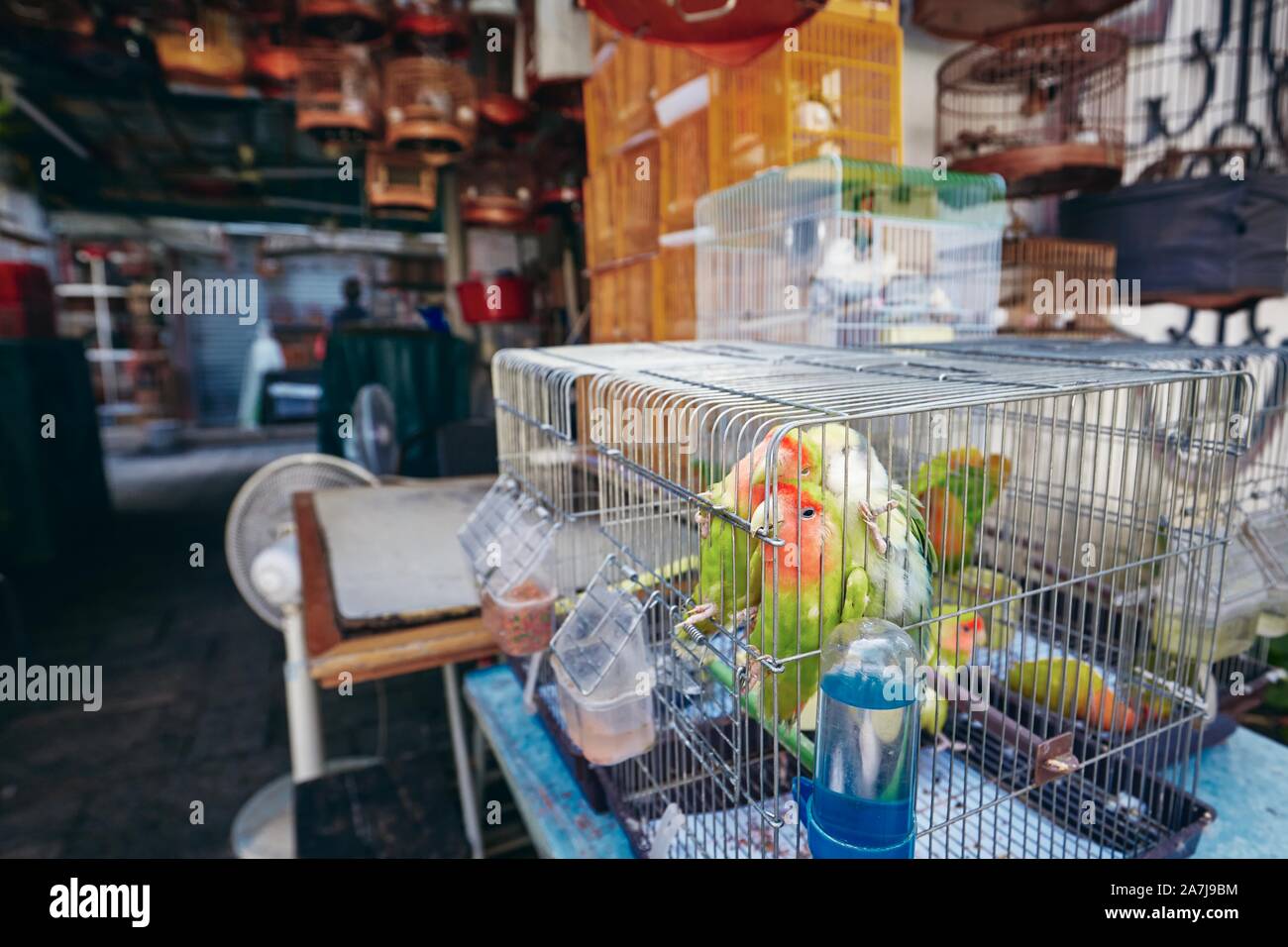 Bird Street Market. Papageien in Käfigen zum Verkauf in Hongkong. Stockfoto