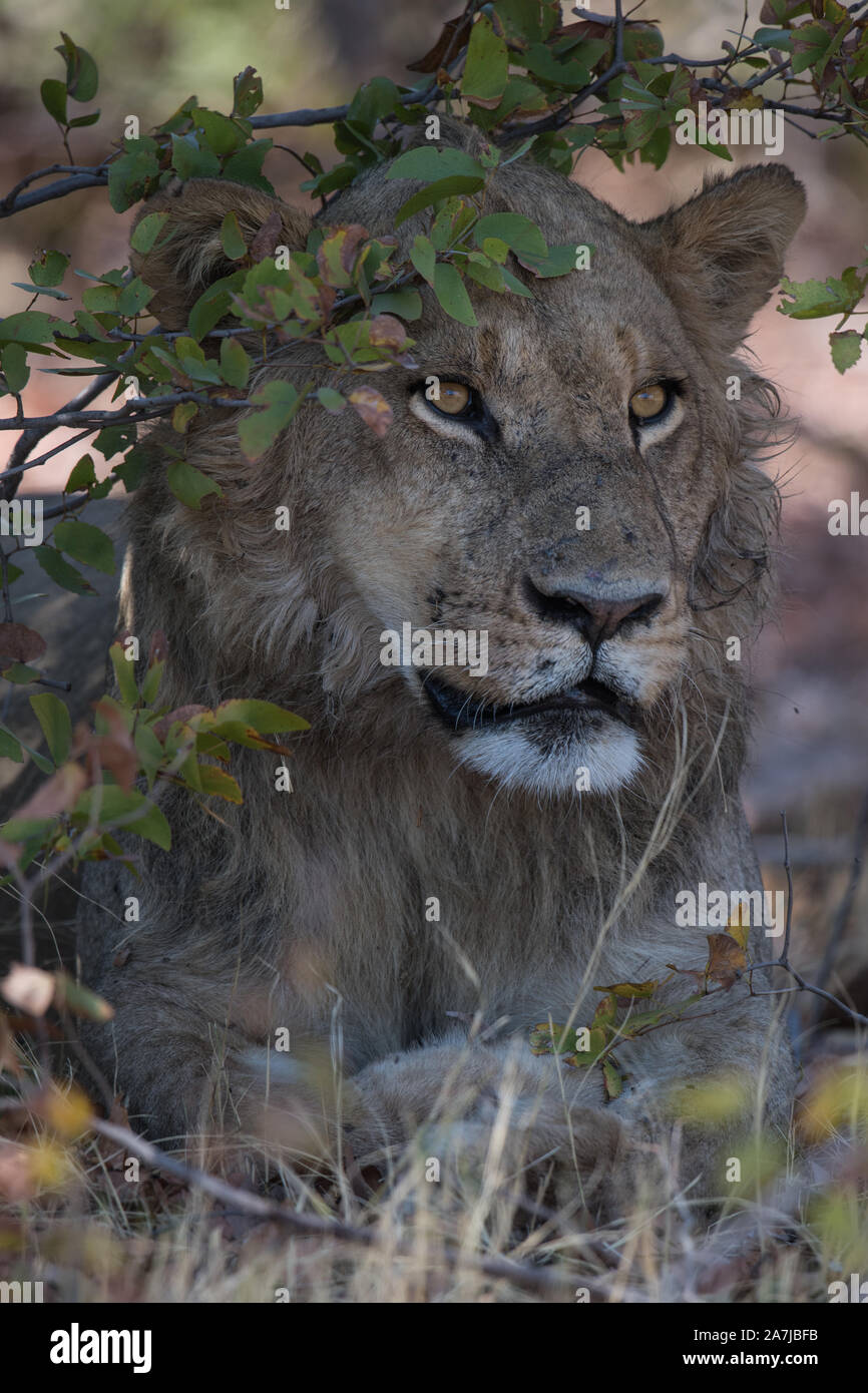 Portrait von ein junger männlicher Löwe (Panthera leo) im Moremi NP (Bodumatau), Botswana Stockfoto