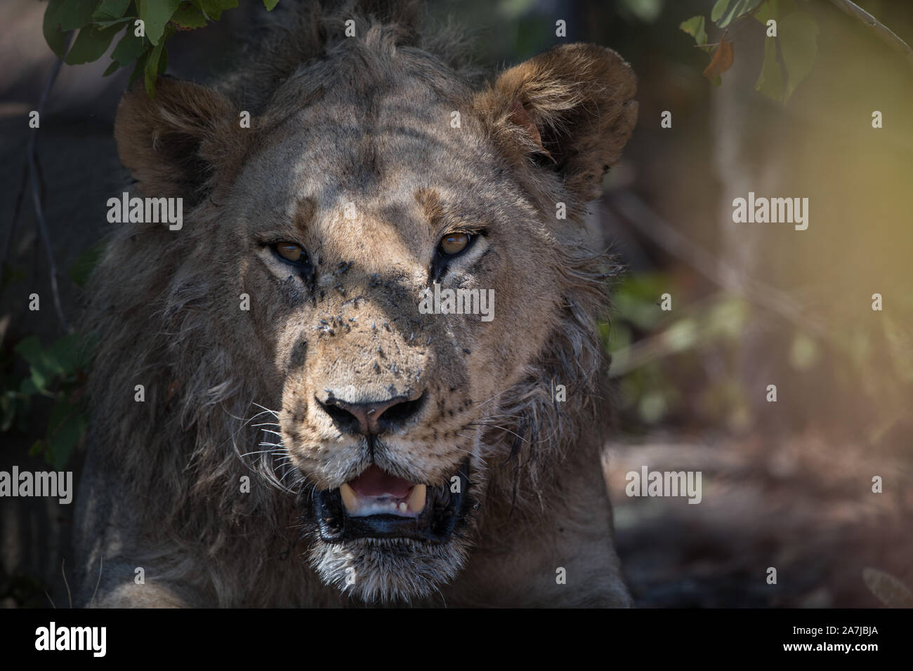 Portrait von ein junger männlicher Löwe (Panthera leo) im Moremi NP (Bodumatau), Botswana Stockfoto