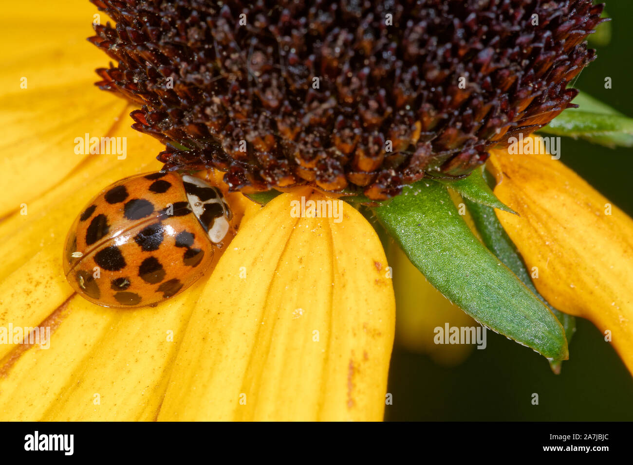 Harlequin Ladybird - Harmonia axyridis auf gelbe Blume Stockfoto