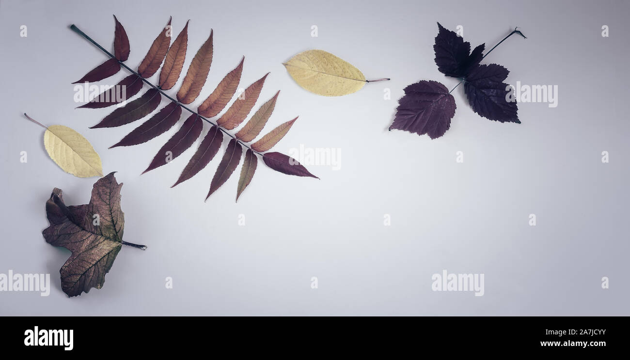 Die hellen Blätter im Herbst auf einem blauen Hintergrund. Stockfoto