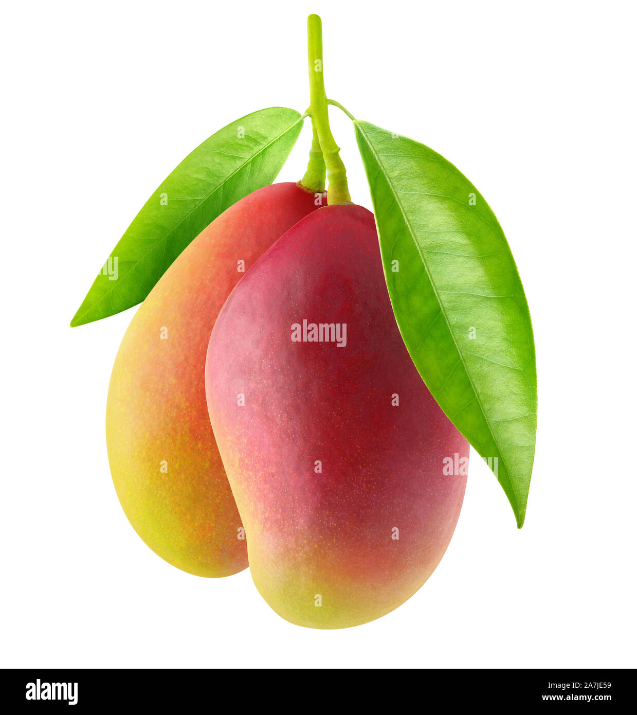 Isolierte mango Früchte. Zwei rote Mango hängend an einem Ast mit Blätter auf weißem Hintergrund mit Freistellungspfad isoliert Stockfoto