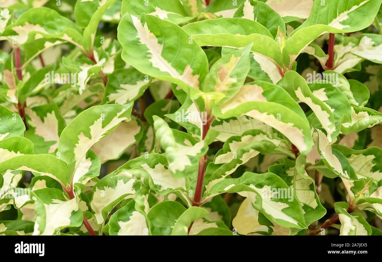 Hintergrund und Texturierte, schöne Karikatur oder Graptophyllum Pictum Pflanzen mit den grünen und weißen Blätter für den Garten Dekoration. Stockfoto