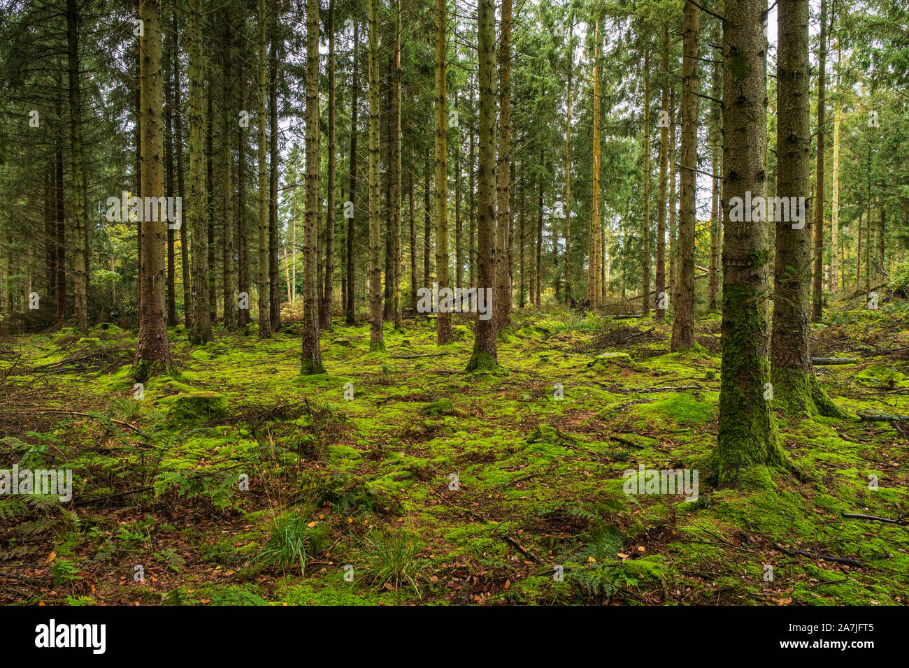 Moosigen Boden in einem Nadelwald. Stockfoto