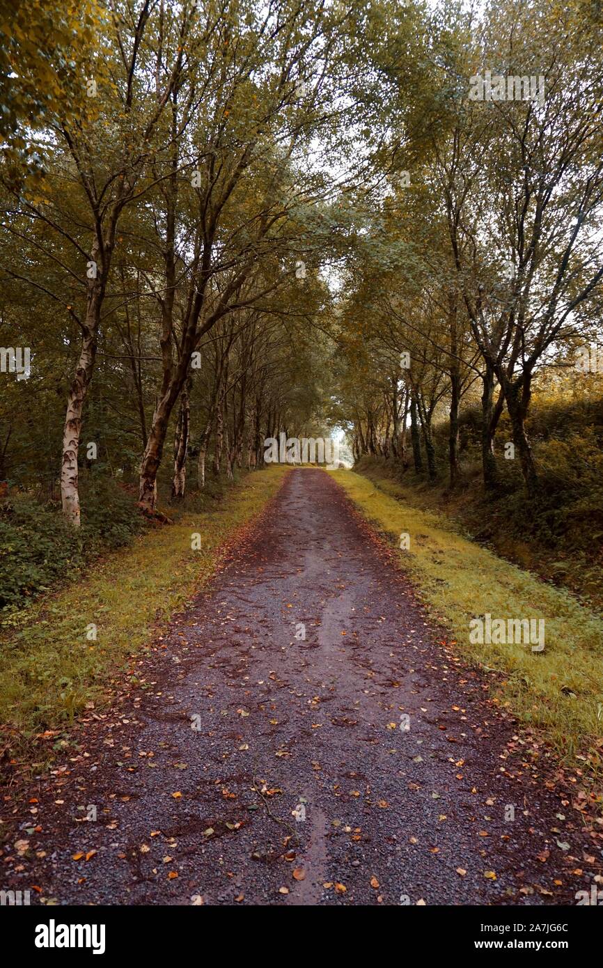 Straße mit braunen Bäumen im Berg, Herbst Farben in der Natur Stockfoto