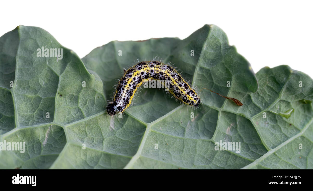 Caterpillar aus einer großen Kohlweißling auf kohlblatt, Teil iaolated aganst Weiß hinter sich. Pieris brassicae. Stockfoto