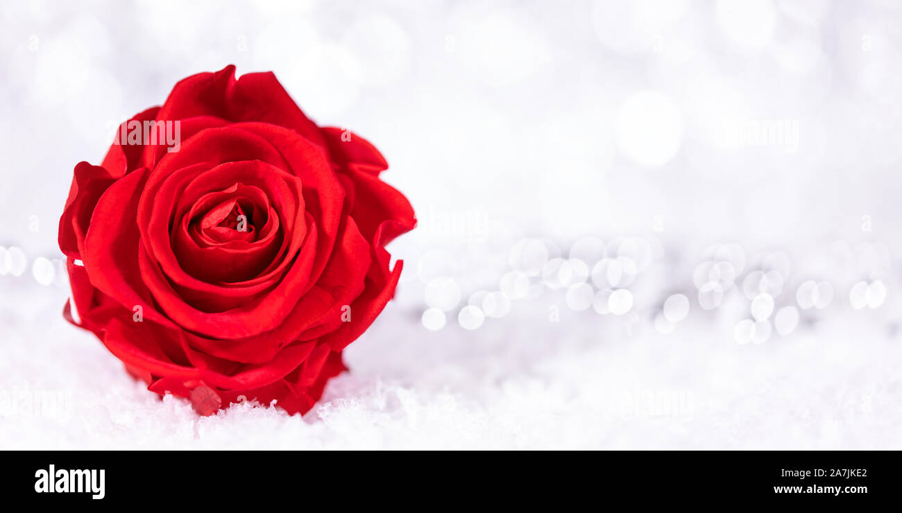 Red Rose Blüte vor der weißen glänzenden und glitzernden Hintergrund und Copyspace Stockfoto