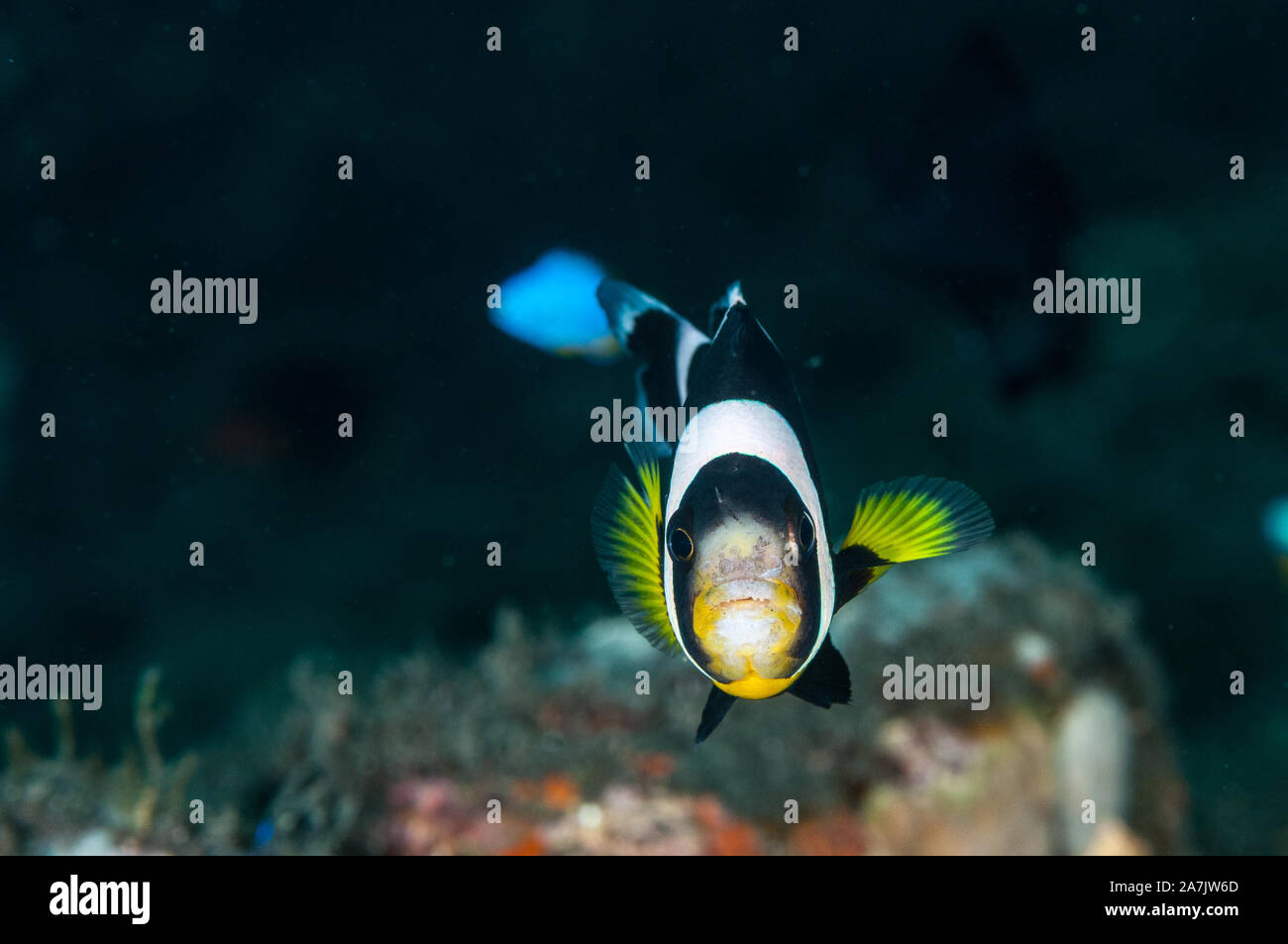 Saddleback, Anemonenfischen Amphiprion polymnus, Kamera, opeen Wasser, Tulamben, Bali, Indonesien Stockfoto