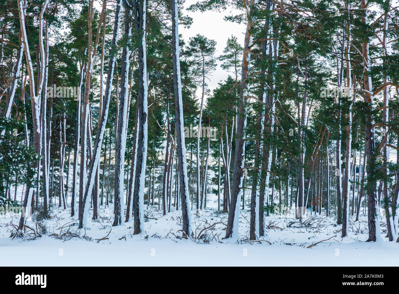 Kiefernwald im Winter. Stockfoto