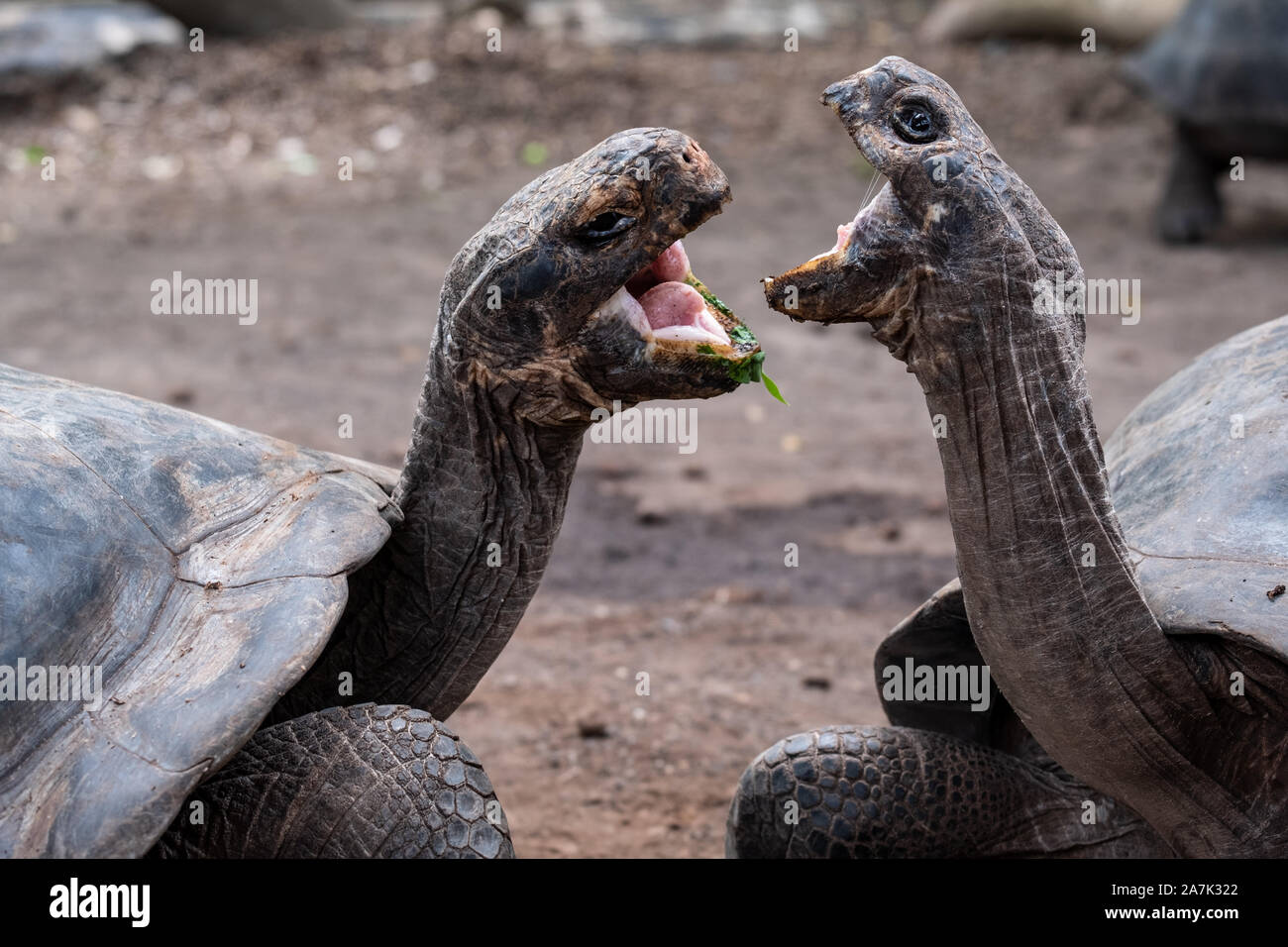Zwei riesige Galapagos Schildkröte kämpfen Stockfoto