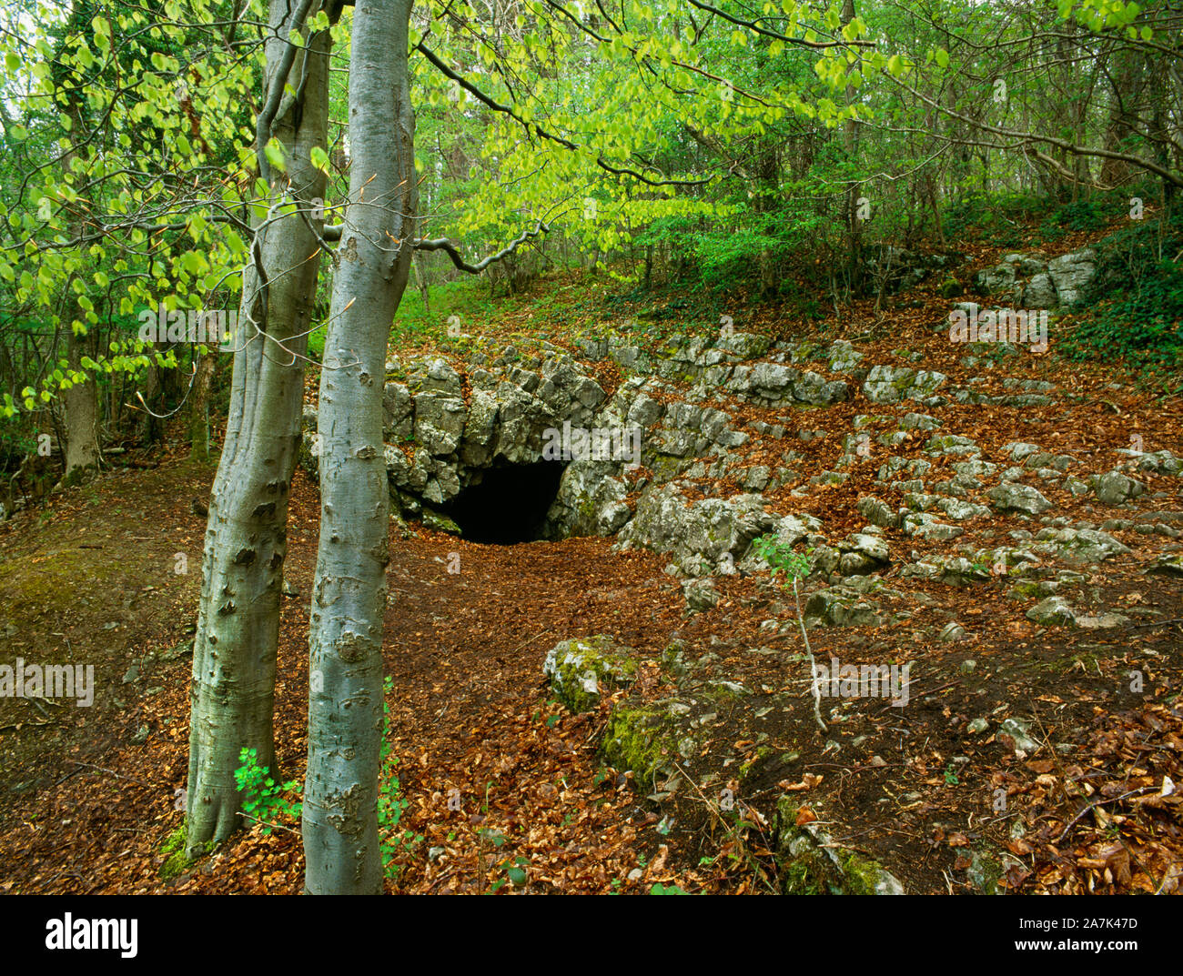 Anzeigen N der Eingang zum Großen versteckte Höhle in einem Kalkstein Felsen in großen Verdeckte Holz, Llanferres, Denbighshire, Wales, UK: menschliche Überreste und Artefakte gefunden. Stockfoto