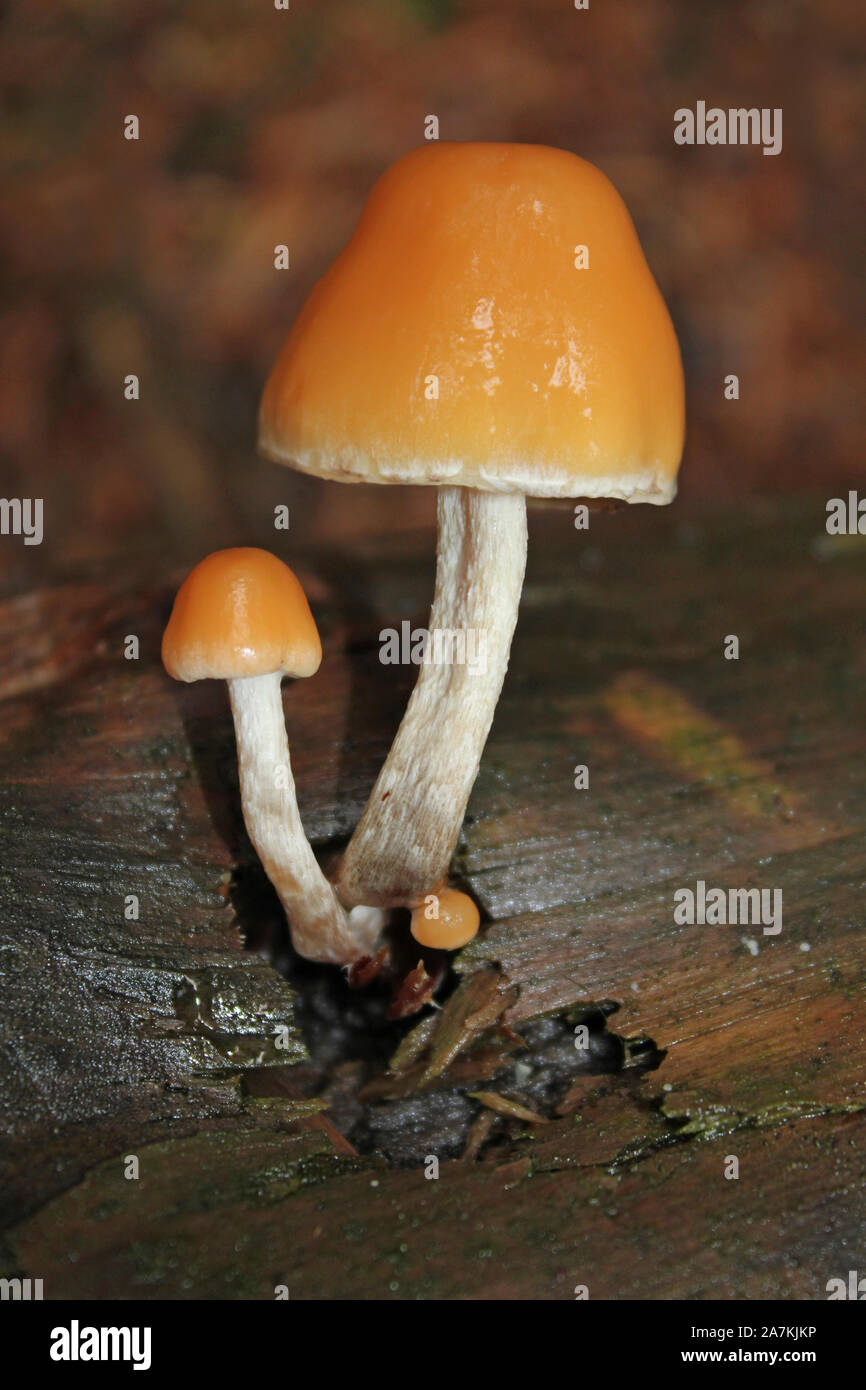 Lion Shield Pilz Pluteus leoninus Stockfoto