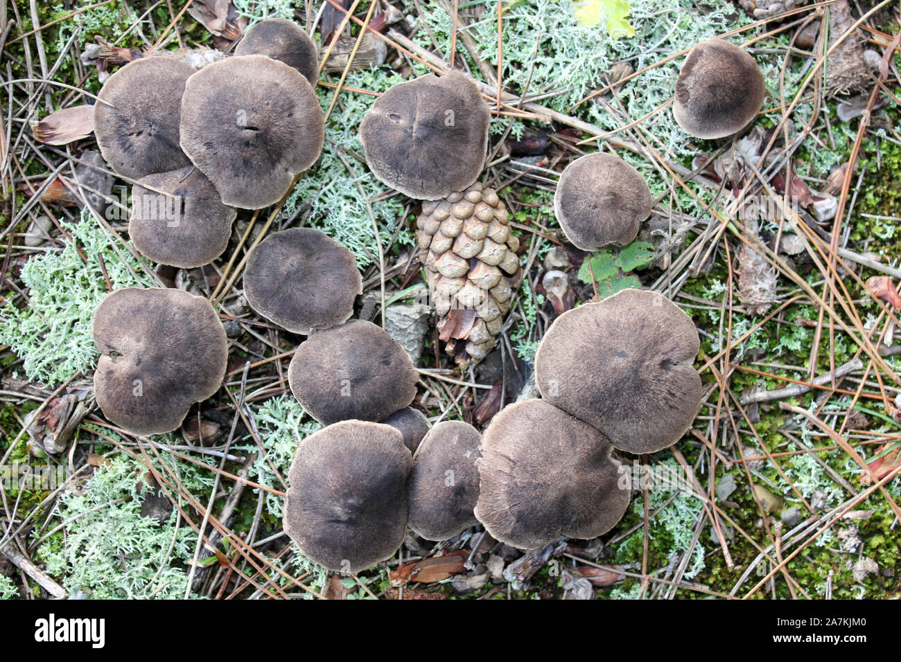 Graue Ritter Tricholoma terreum Stockfoto