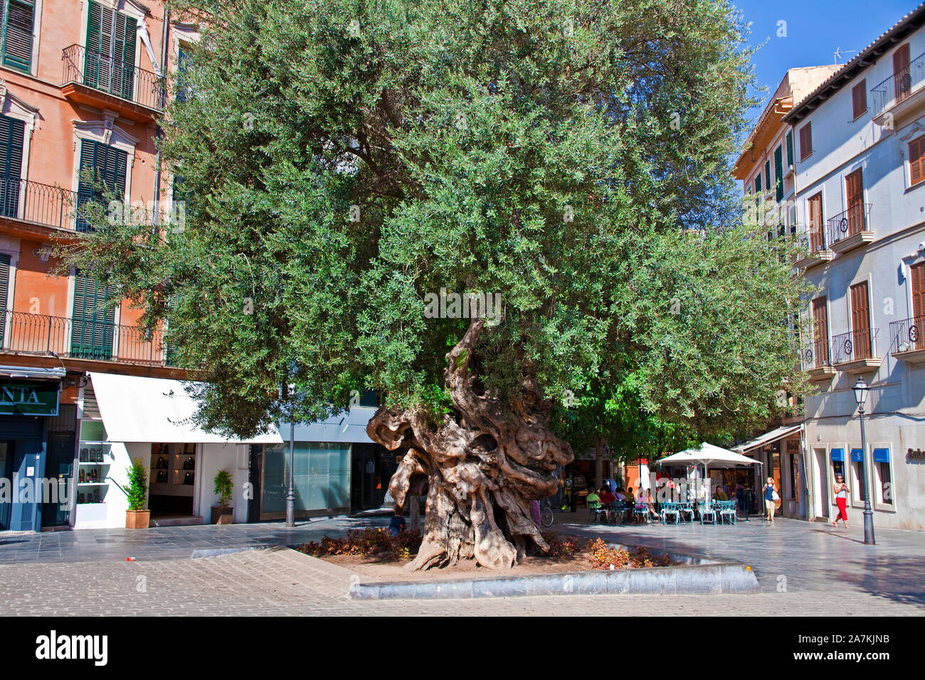 Mehr als 100 Jahre alten Olivenbaum (Olea europaea) an der Placa Cort,  Palma, Palma de Mallorca, Balearen, Mallorca, Spanien Stockfotografie -  Alamy