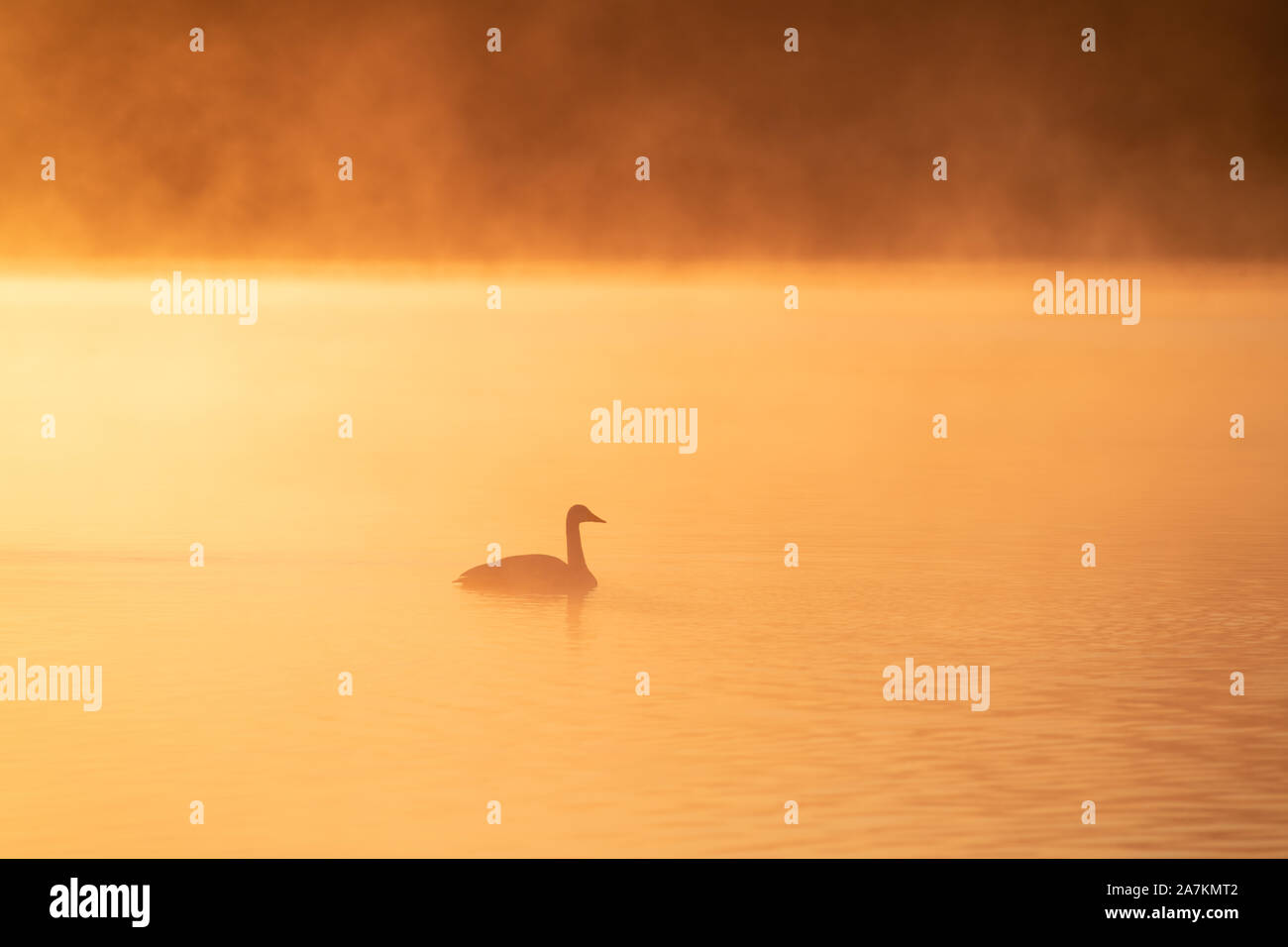 Singschwan (Cygnus Cygnus), Schwimmen in Misty Morning Light, Loch Leven National Nature Reserve, Schottland, Großbritannien. Stockfoto