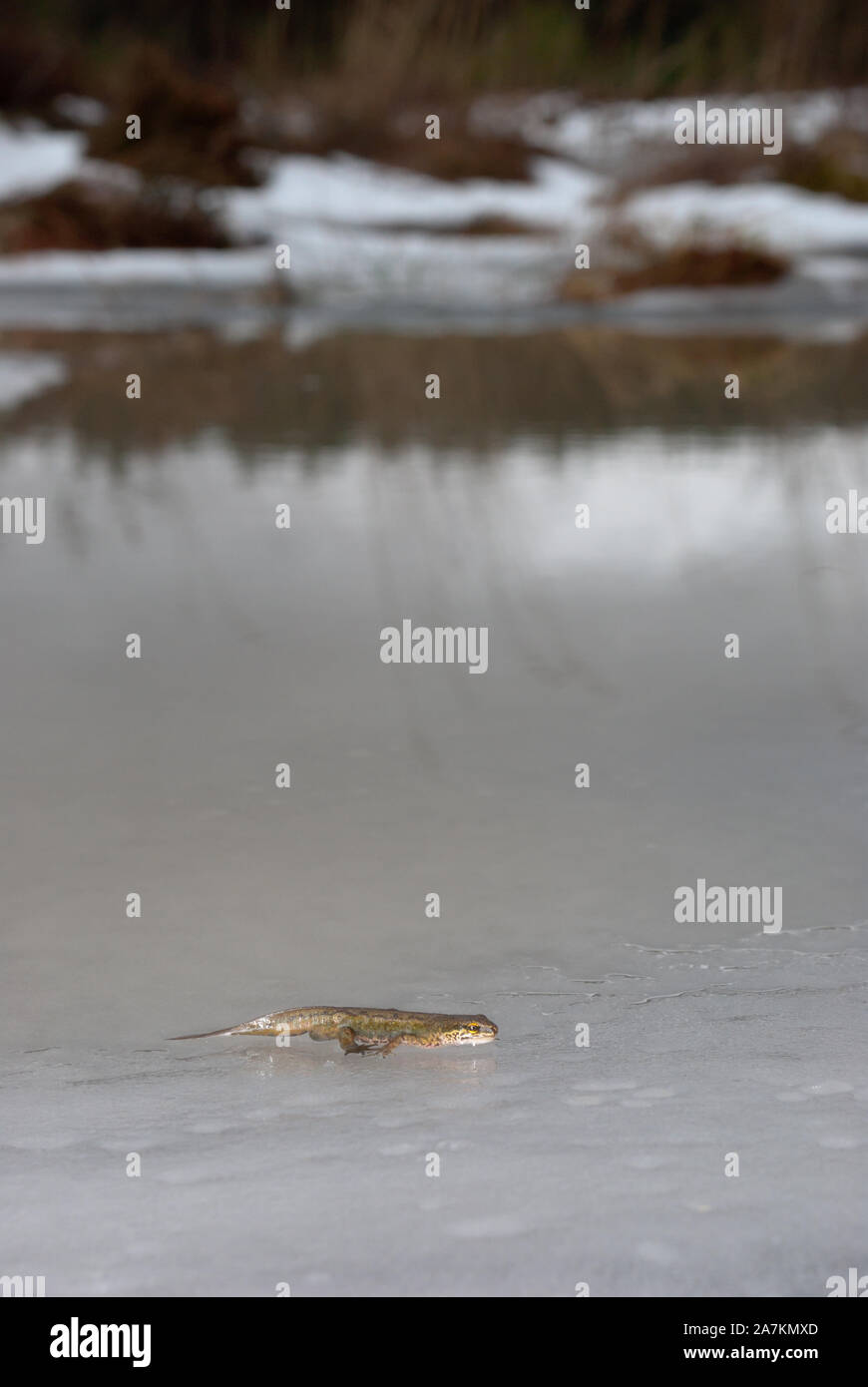 Palmate newt (lissotriton helveticus) auf gefrorenes Loch in den schottischen Highlands, Großbritannien. Stockfoto