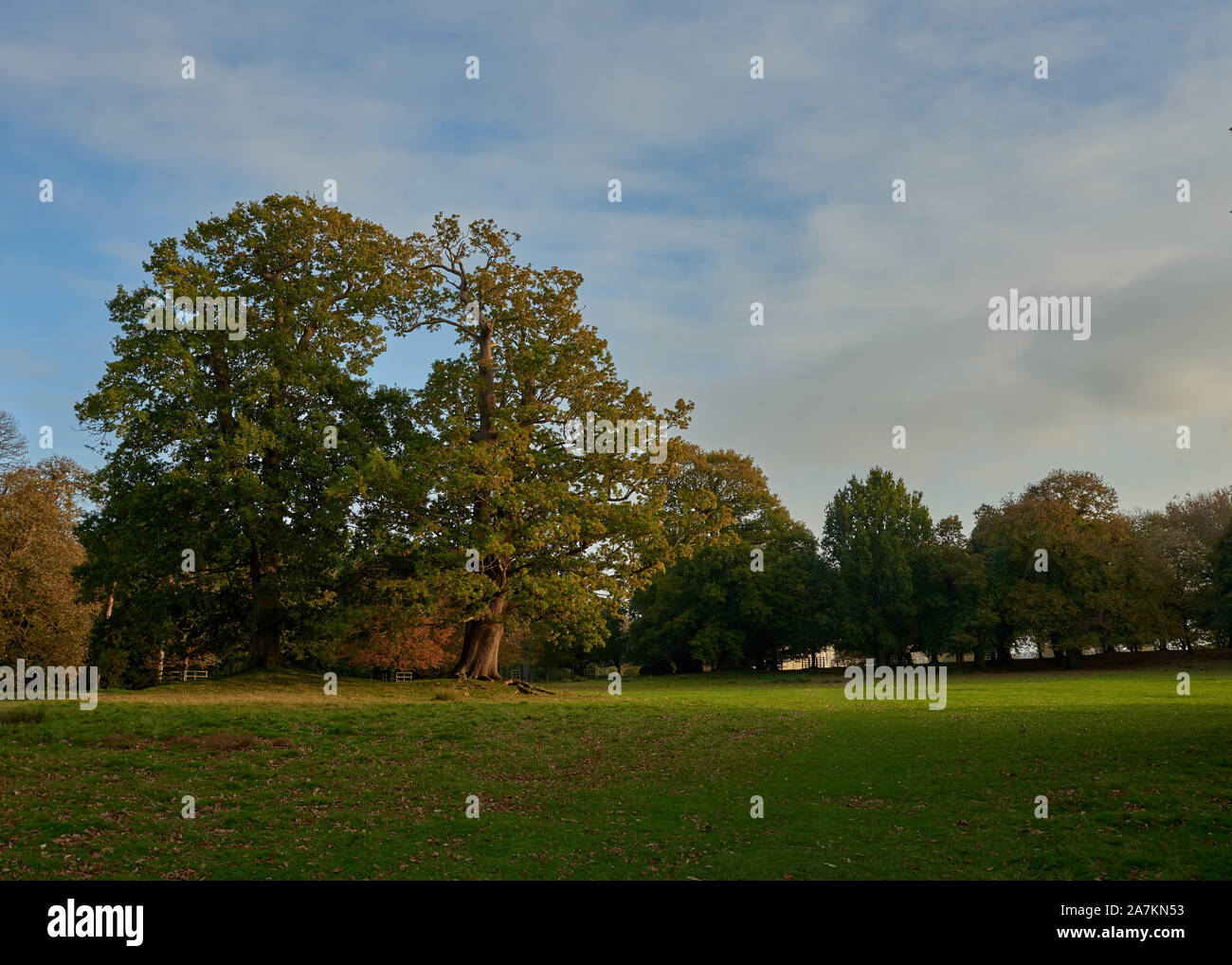 Ruhige Szene eines lebhaften Green Park und Bäume auf einem hellen Herbstabend. Stockfoto