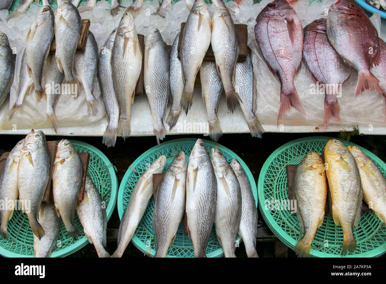 Bunte Auswahl an Fisch an Jagalchi Fischmarkt in Busan, Südkorea. Stockfoto