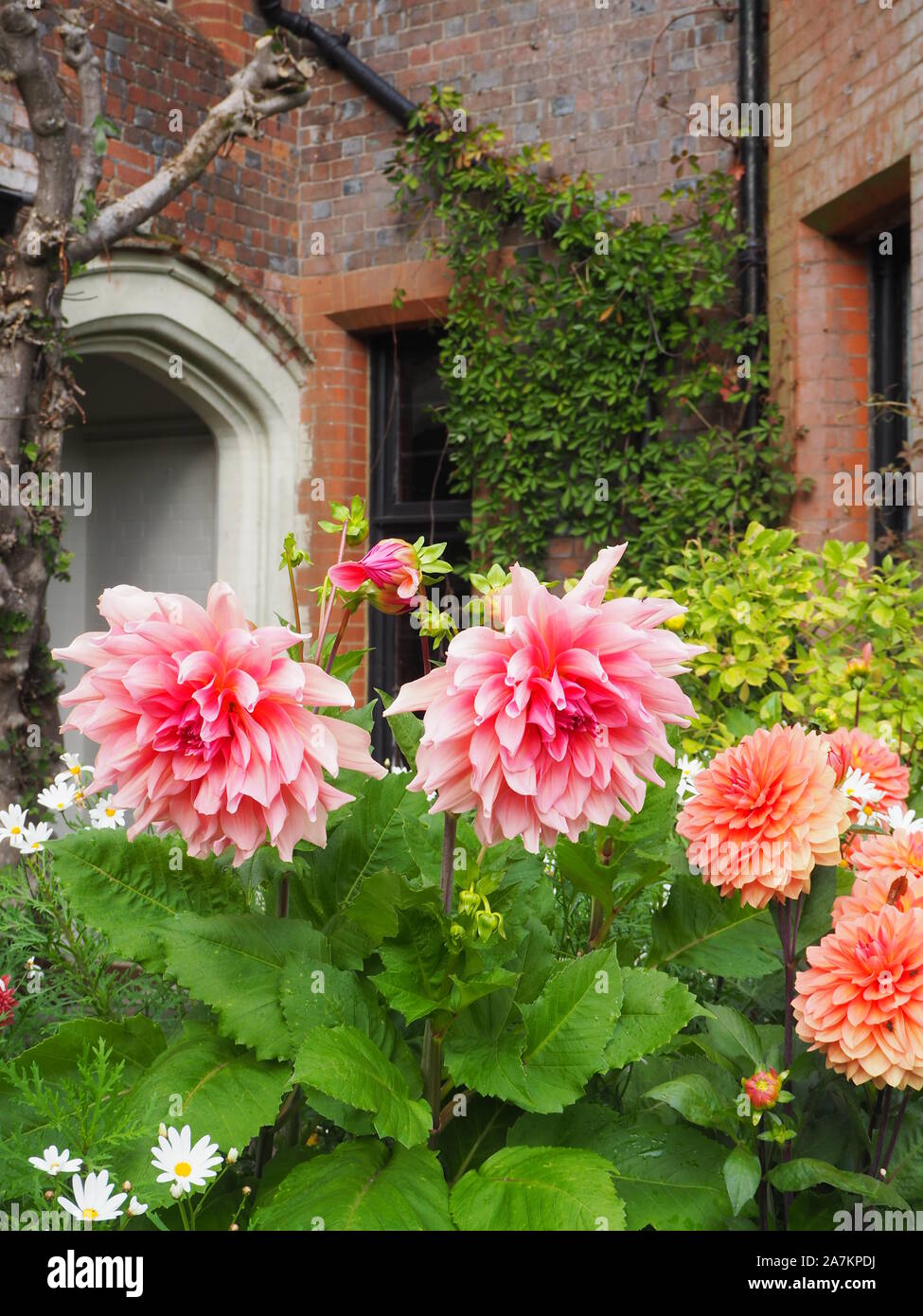 Schönen Pfirsich und Rosa der Dahlie 'Otto's Thrill' und Dahlie 'Nicolas' gegen die south west Ecke Chenies Manor House im späten September. Stockfoto