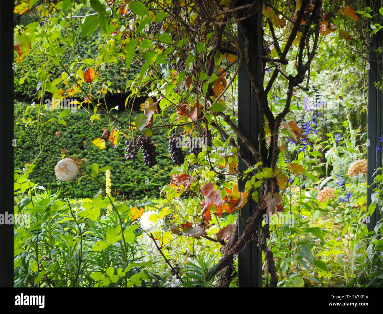Trauben trailing zwischen den Schmiedearbeiten arches Chenies Manor Garden im frühen Herbst. Stockfoto